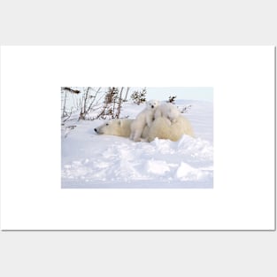 Polar bear cubs playing on Mom's back Posters and Art